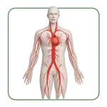 Anticoagulants