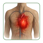 Maladies cardiovasculaires