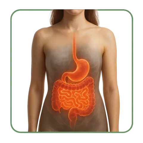 Médicaments pour les Troubles Gastro-intestinaux