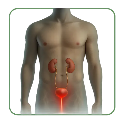 Médicaments pour l'Infection Urinaire