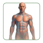 Relaxants musculaires